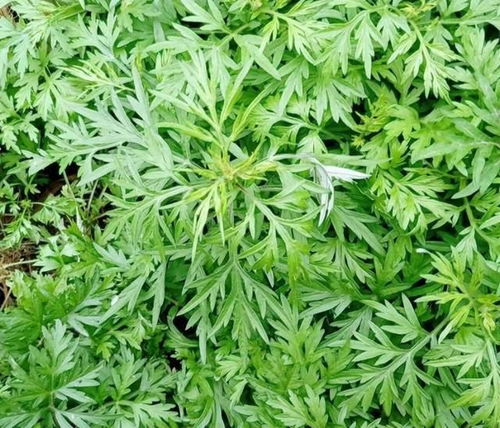 como calcular altura de um triângulo_cnc porn_como ganhar dinheiro na betano